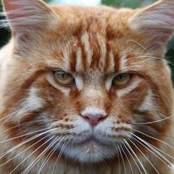 Allevamento Maine Coon Passion, Carimate orari di apertura