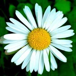 Albini Fiori, Calcinato orari di apertura