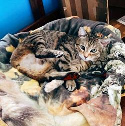 Motoria - Fisioterapia e Riabilitazione cani e gatti, Santarcangelo di Romagna orari di apertura
