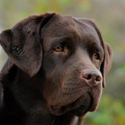 Sindia Labradors - Allevamento Amatoriale ENCI-FCI, Pescia orari di apertura