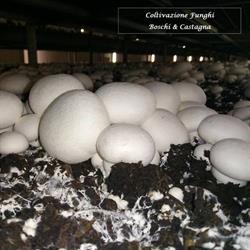 Società Agricola Funghi Castagna, Isola della Scala orari di apertura