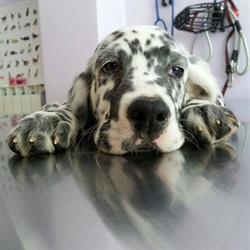 Clinica Veterinaria Gaia Srls, Isola del Liri orari di apertura