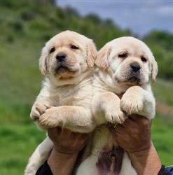 Allevamento Marina Lab - Labrador e Golden Retriever, Spoltore orari di apertura