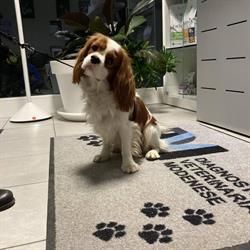 Dvm Diagnostica Veterinaria Modenese, Modena orari di apertura