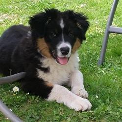 Allevamento Australian Shepherd dell'Albarella, Treviglio orari di apertura