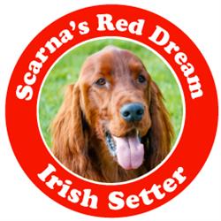 Scarna's Red Dream - Allevamento Setter Irlandese, Recanati orari di apertura