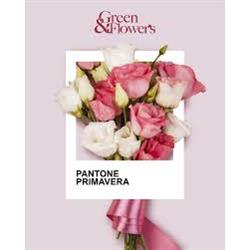 Green & Flower's - Sabbadini, Suzzara orari di apertura