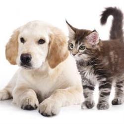 Ambulatorio Veterinario Dott.ssa Laghi Antonella, Faenza orari di apertura