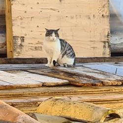 Antiche Demolizioni, Cesenatico orari di apertura