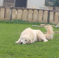 bau bau micio micio centro di salute e bellezza per cani ,gatti e c., Gagliano del Capo orari di apertura