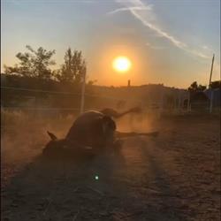 Centro equestre isolone, Neive orari di apertura