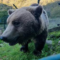 Area Faunistica dell'Orso - Campoli Appennino, orari di apertura