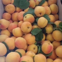 Market Zamburru Roberto, Mamoiada orari di apertura