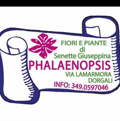 Phalaenopsis Fiori e Piante Bomboniere Palloncini Elio, Dorgali orari di apertura