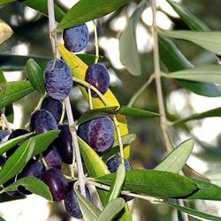 Az. Agricola Esposto Libero (Villa Elisa Vieste) - Olio Extravergine di Oliva, orari di apertura