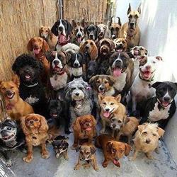 PET RESCUE ITALIA APS, Cornaredo orari di apertura