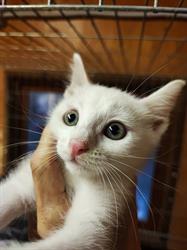 MiciAmici Gattile gattile intercomunale di Castenaso e Budrio, Villanova orari di apertura