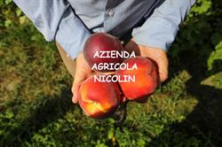 Azienda Agricola Nicolin Dario, Villanova Marchesana orari di apertura