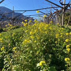 Agriturismo e Cantina Maso Grener, Lavis orari di apertura