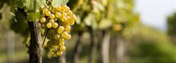 Azienda Vitivinicola Ciani Valter Trivignano Udinese, Percoto - Orari di apertura