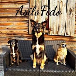 Asilo Fido " La casa di Zilli", Darfo Boario Terme orari di apertura