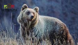 La Betulla Quality Food e Trekking, Civitella Alfedena orari di apertura