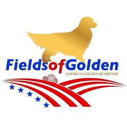 Fields of Golden Allevamento Golden Retriever Americani, Padulle orari di apertura