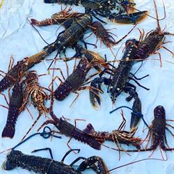 Cooperativa Del Pesce Ladispoli, orari di apertura