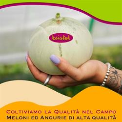 Bristol Soc. Agr. Cons. a r.l., Fiorenzuola d'Arda orari di apertura