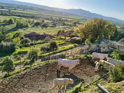 Azienda Agricola Mencobello, Monteleone d'Orvieto orari di apertura