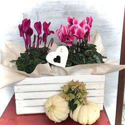 I Fiori della Sorgiva, Spirano orari di apertura