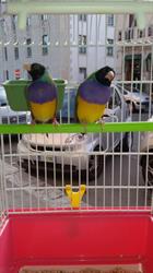 Accessori mini zoo, Reggio Calabria orari di apertura