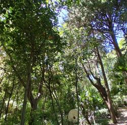 Ilex Arte dei Giardini di Alberto Colazilli, Loreto Aprutino orari di apertura