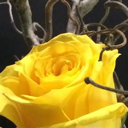 Trattoria Al Cantone, Modena orari di apertura
