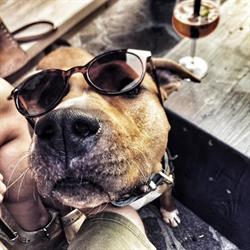 M.T. Dog training, Castelcovati orari di apertura