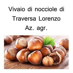 Az. Agr. Traversa Lorenzo - Vivaio Specializzato Nocciolo, Monteu Roero orari di apertura