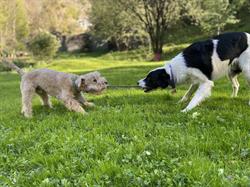 4EverDog, Chiavenna orari di apertura