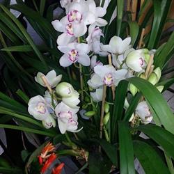 L' Orchidea, Minervino di Lecce orari di apertura