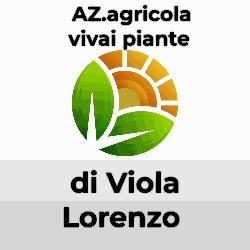 Viola Lorenzo Azienda Agricola Vivai Piante, Mosio orari di apertura