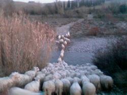 Azienda Agricola Sanna Antonello- Terre di Pisa, Lajatico orari di apertura