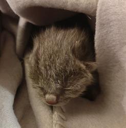 Associazione Animalista Le Fusa O.N.L.U.S., Rovereto orari di apertura