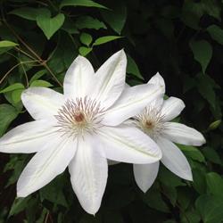 European Gardens, Silvi orari di apertura