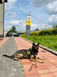 K9 Security Academy, Roma orari di apertura