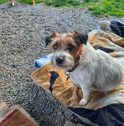 "Allegra Compagnia" - Dogsitting, Dog Host, Educatori Cinofili, Venturina orari di apertura
