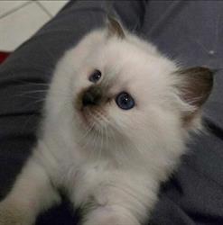 Fluffypants Cattery, Roma orari di apertura