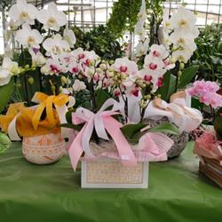 Floricoltura Agostini di Agostini Nicola, Correzzola orari di apertura