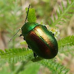 Wwf Oasi Del Bosco Di S.silvestro, Caserta orari di apertura