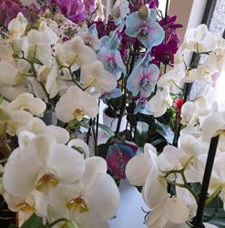 Piante e fiori Turati Lucia, Nova Milanese orari di apertura