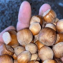 Trusso Sfrazzetto Massimo, Tortorici orari di apertura