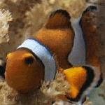 Tropical Reef, Imperia orari di apertura